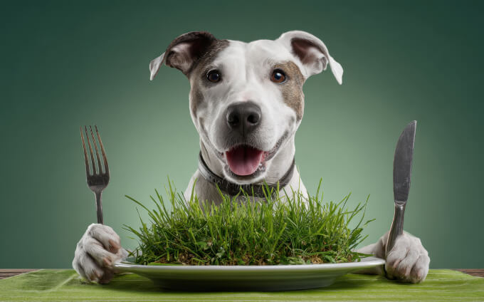 Hvorfor spiser min hund græs? Forklaringer, myter og sandheder