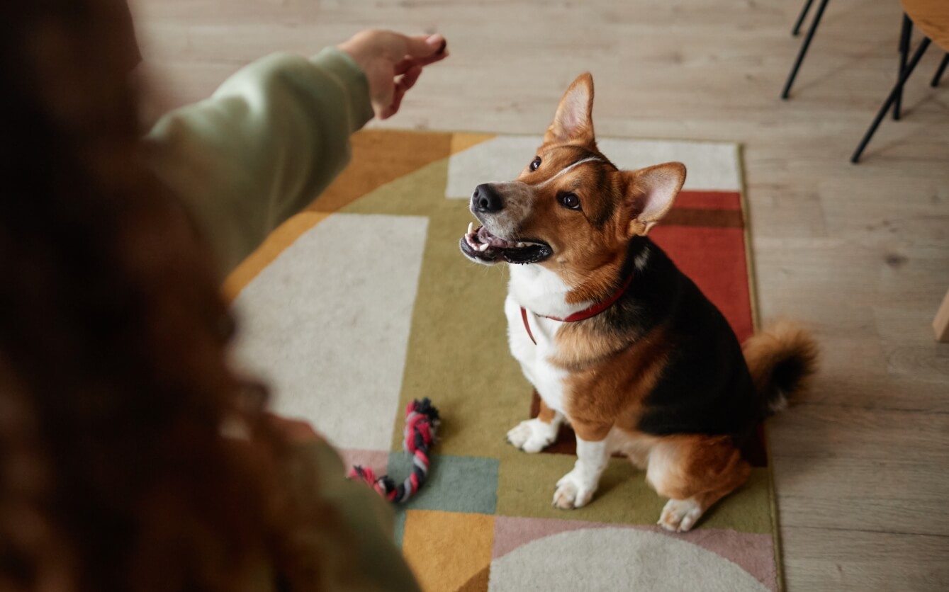Lær din hund at sætte sig