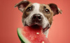 Må hunde spise vandmelon? Her er hvad du skal vide