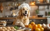 9 madvarer din hund ikke må spise  - Se listen her!