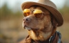 Er hunde farveblinde? Sandheden om vores hundes syn