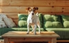 Stop din hund fra at kravle på møbler